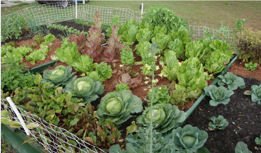 vegetable-farm-min